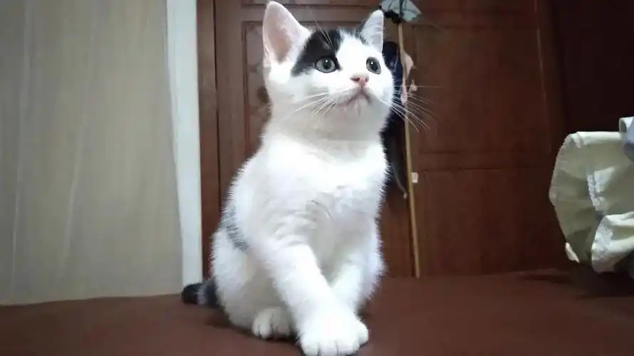 自家养美短净梵妹妹7个月大了因家里情况不便照顾想送给有缘人保养