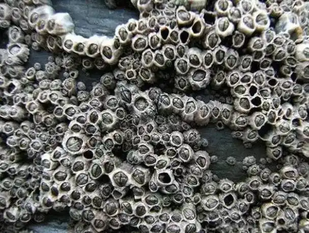 藤壶是什么东西寄生在鲸鱼身上有什么危害最好不要清理