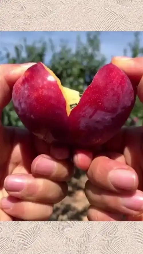 这李子是什么品种掰开后看到的一幕,感觉很好吃的样子!