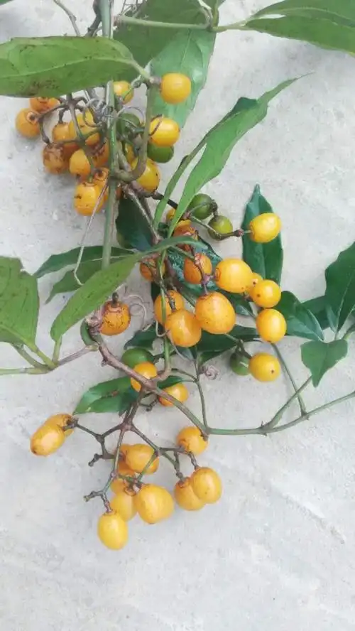请问有谁知道这是什么野果?广东的,味道酸酸的
