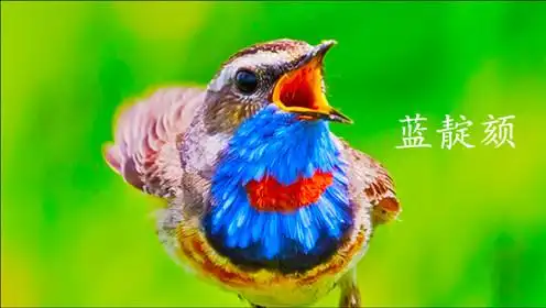 0:00:47乌鸫又叫"百舌鸟",能模仿其它鸟