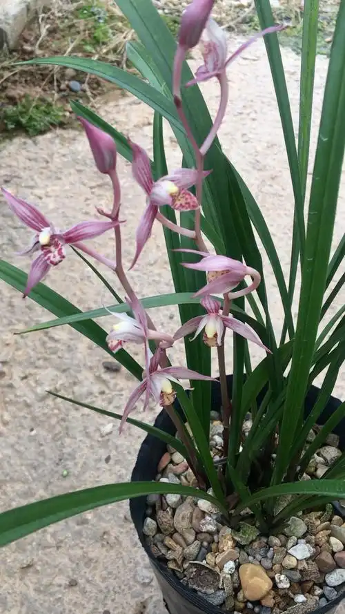 建兰红娘,花色艳丽,易开花,易栽培