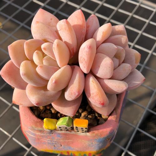 【花沐多肉】冷香 全状态图 直播间一物一拍