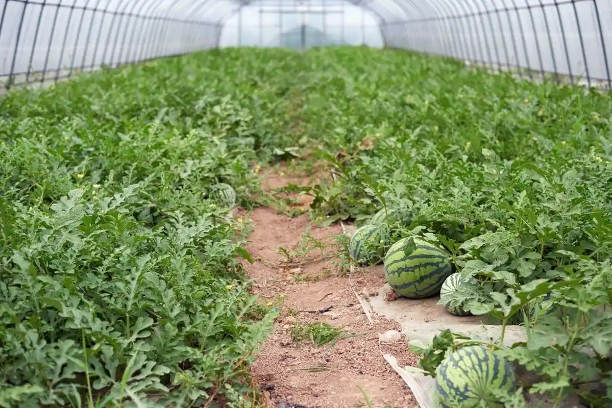 上海人童年的那只8424大西瓜竟然还有暗藏的身世!