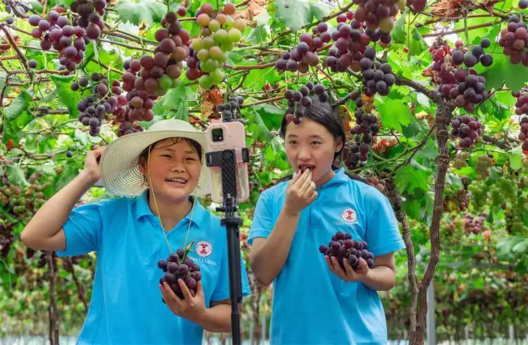 江西永新大学生助农直播葡萄走俏市场