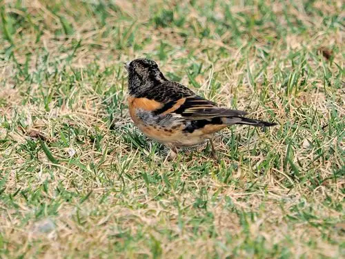 20150330虎皮儿(燕雀)-河东如意园