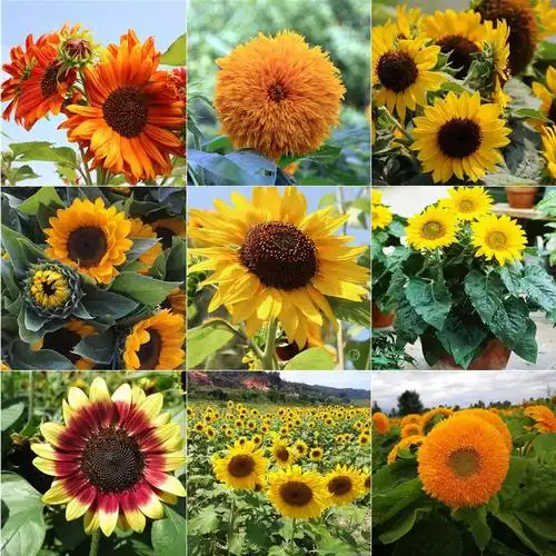 向日葵种子观赏食用花店切花种籽葵花籽油葵矮秆多头室内外盆栽孑