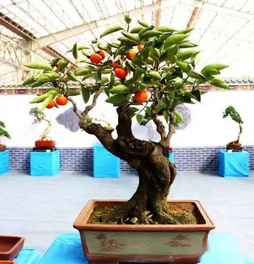 野生柿子树盆景有前景吗 第2张