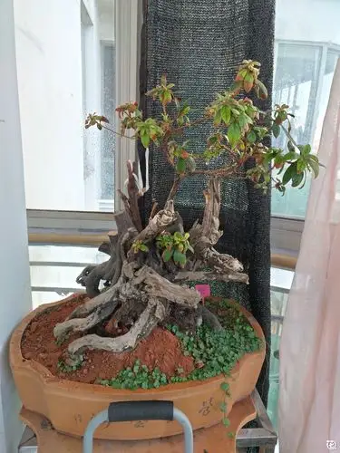 养花日记 一颗野生杜鹃老桩的前世今生           分析:前期在楼道黑