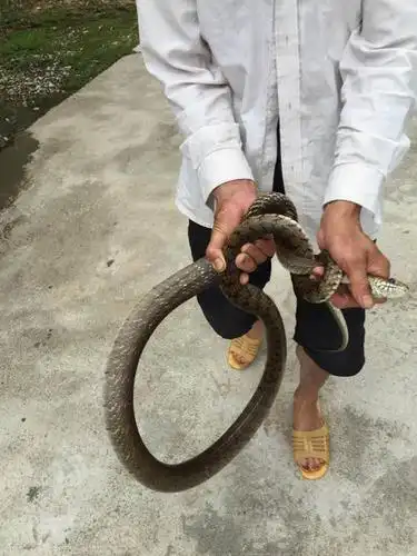 广东人吃蛇,已有悠久的历史.