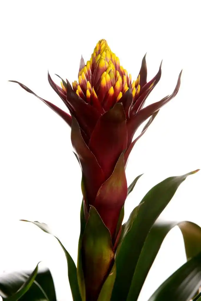 擎天凤梨,在白色背景 (火轮凤梨科植物)