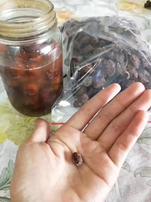 春砂仁的功效与作用