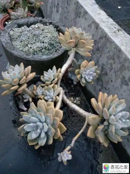 冬美人怎么养成老桩