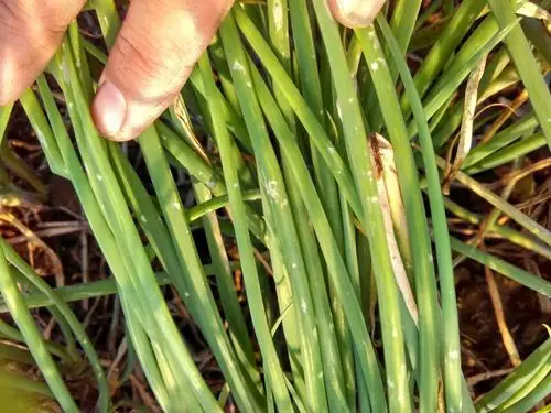 好利害的葱蓟马?怎么治?