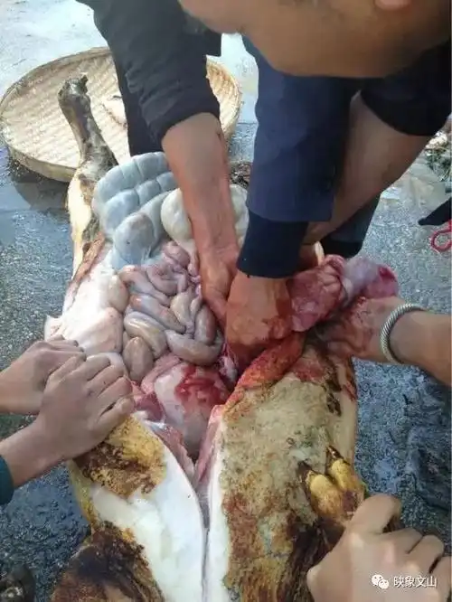 开膛破肚,拿出内脏.