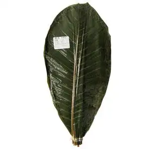 日本料理海鲜刺身装饰丹麦叶20片绿色新鲜朴叶烤肉创意装饰干朴叶