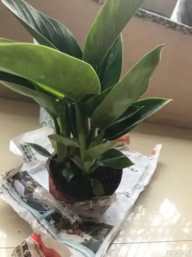 金钻与天堂鸟如何区别