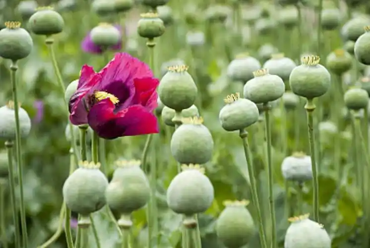 上千亩地全是罂粟,武警24小时持枪守卫_鸦片_毒品_我国