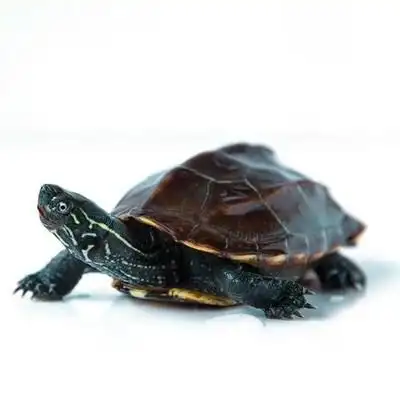 发财龟招财一对金钱大龟b纯种招财乌龟活物小乌龟活物金钱一对