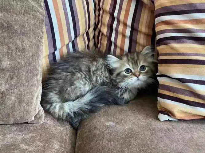 喜欢森林猫的看过来～不过少#猫  #萌宠  #苏州  #金虎斑  #虎斑猫