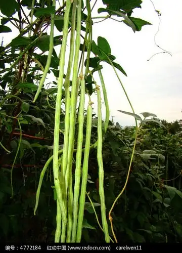 成熟的长豆角