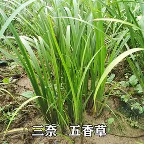 贵州省特产五香草去腥调味新鲜三奈山赖食用农产品随手香植物盆栽
