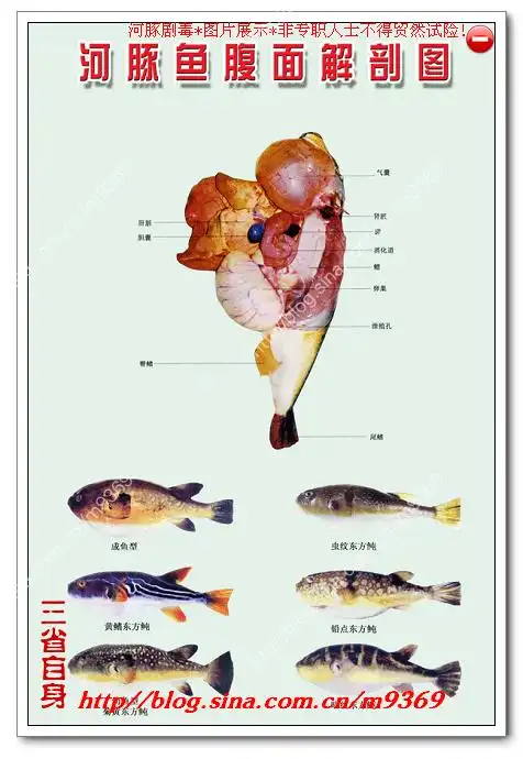 河豚厨师569的博客