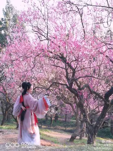 梅花争春 二(美人争梅)