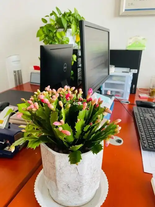 给办公桌换了盆新花花