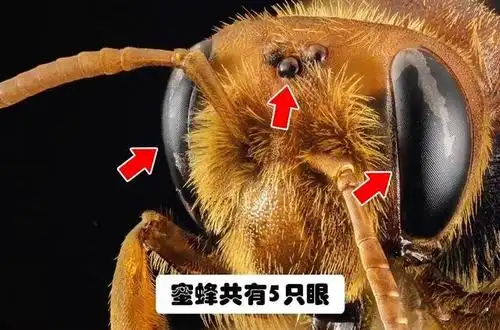 趣知识# 一,蜜蜂有五只眼睛.