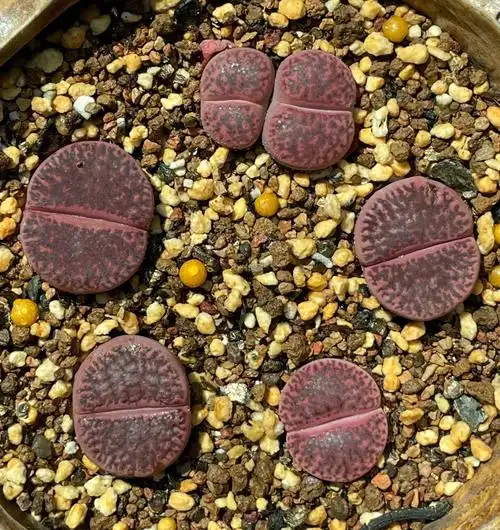 c393a紫石榴生石花