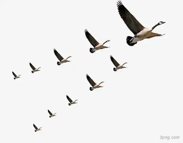 标签:大雁人字形迁徙团队大雁大雁群大雁图片手绘黄色大雁一群大雁往