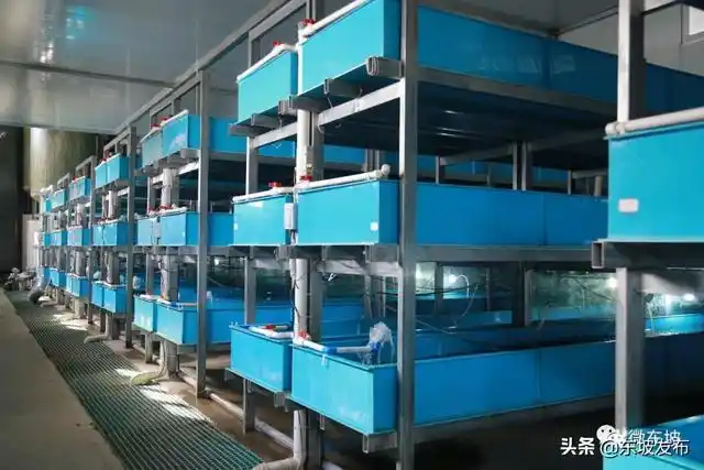 眉山独一家东坡这个集装箱养鱼模式牛