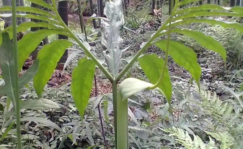 p>天南星属(学名:arisaema mart.