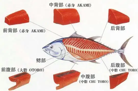 金枪鱼体型比较大,一般可以分为红肉和脂肉等不同部位.