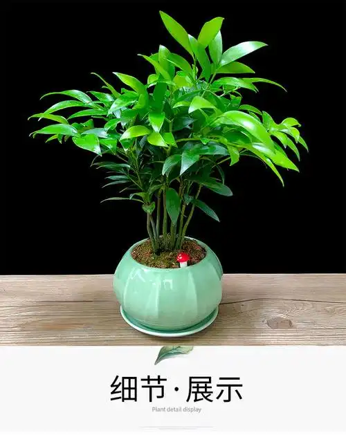 竹柏盆栽树苗室内水培植物平安竹净化空气吸甲醛驱蚊虫花草四季青