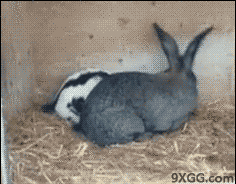 兔子交配性交秒射gif动态图