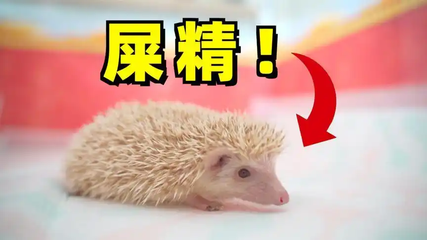 新成员刺猬刚到家就发粪涂墙,还在手上拉屎,20岁小伙直接就哭了