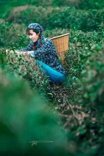 采茶女