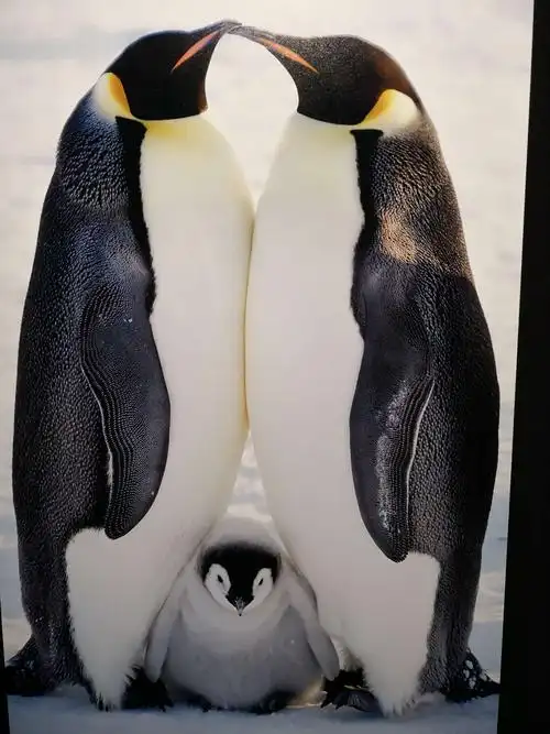 可爱的帝企鹅一家三口幸福样子!