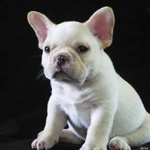 法斗多少钱一只白色法斗幼犬正常价最低多少钱