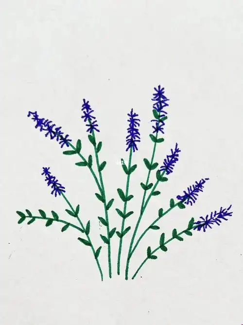 简笔画薰衣草小野花