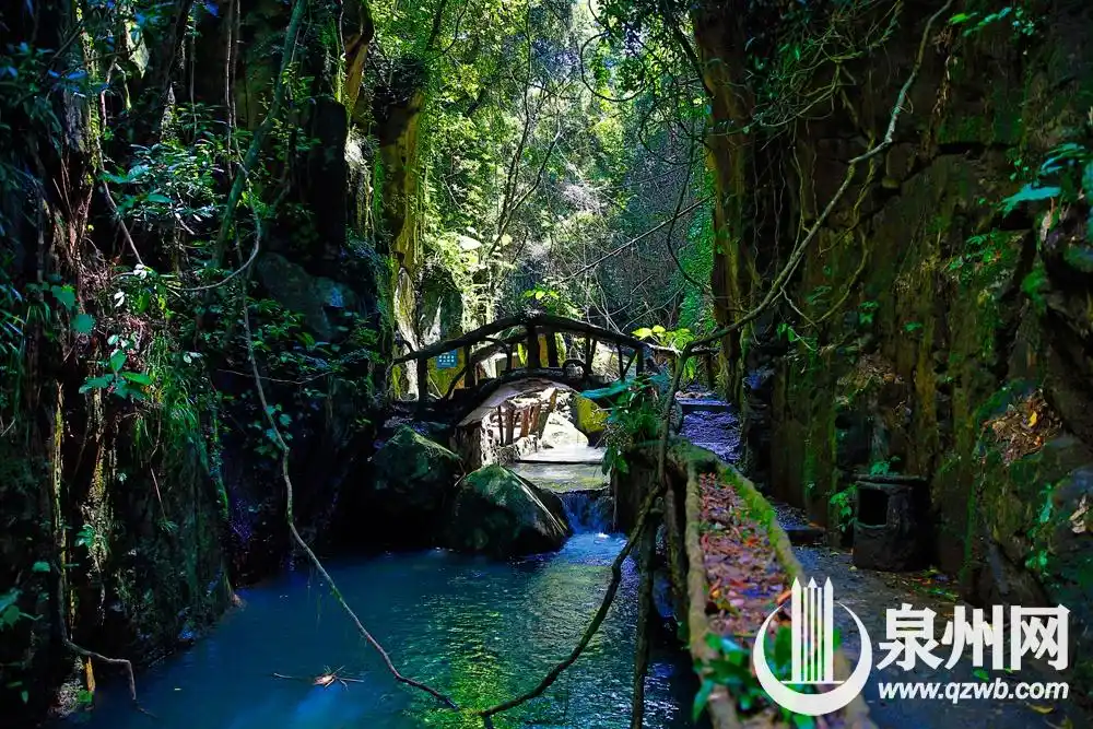 "泉"是好风光|安溪龙门桫椤森林:方寸之间的天工造物