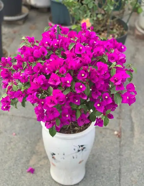 三角梅优秀品种—安格斯,花色美艳,丰花勤花,耐寒,北方也能养 - 知乎