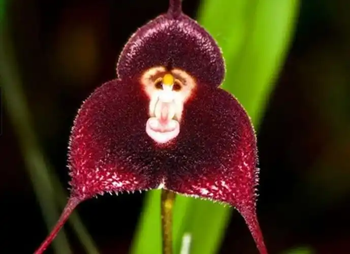 盘点自然界奇形怪状的植物