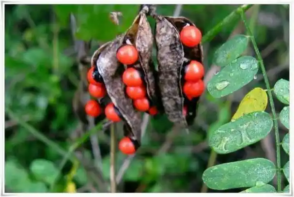 农村常见的8种毒草个个都很常见误食严重的会致幻163