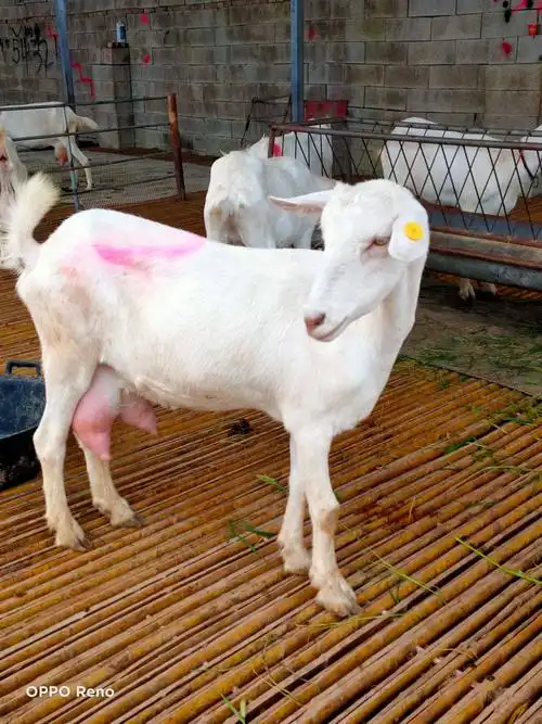 萨能奶山羊]场地直供,量大从优,品质保证,欢迎咨询购买.