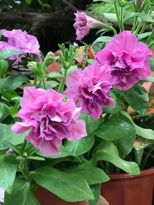 下面来欣赏花友"s的后花园"分享的重瓣矮牵牛图片!