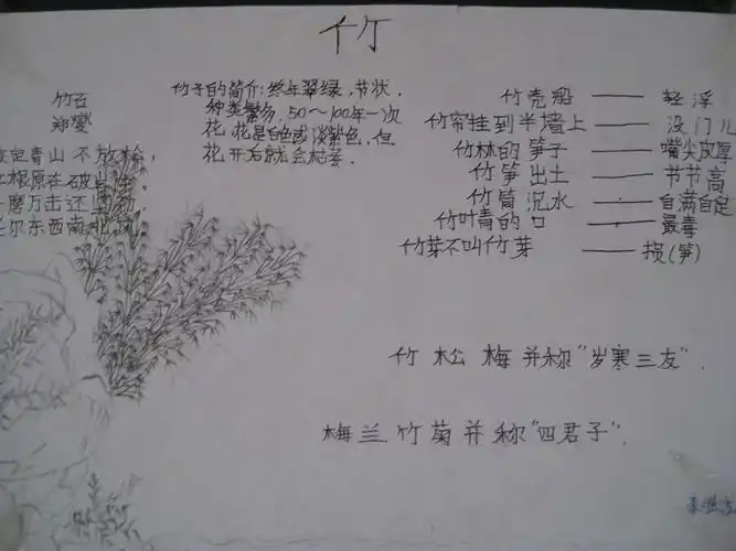 漕麦二班"竹文化"手抄报