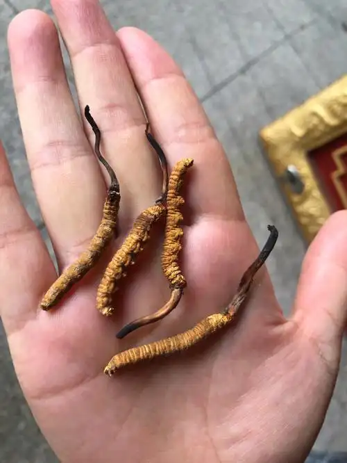 虫草鉴定